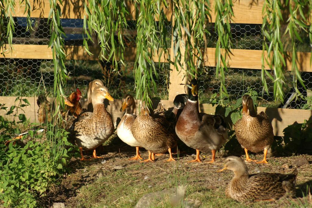 Vairé La Chevrerie Bed & Breakfast 部屋 写真